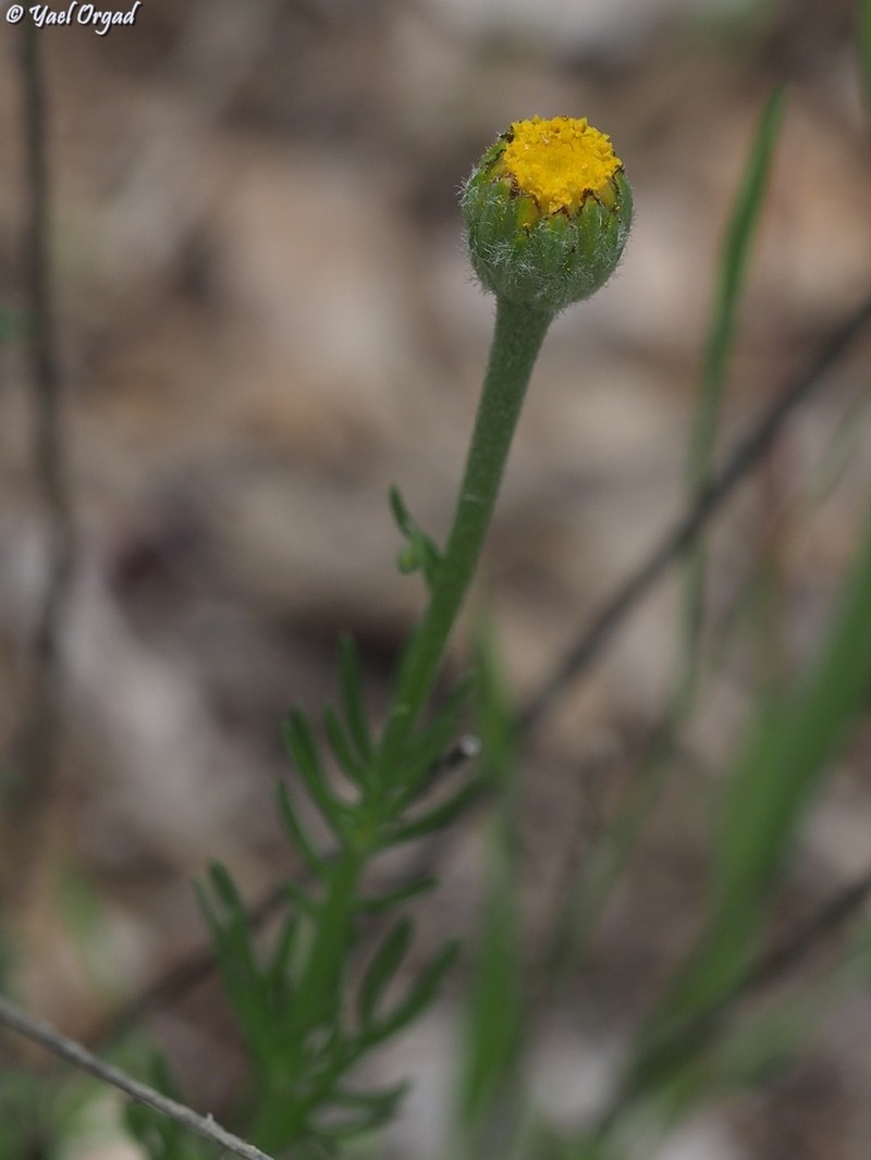 Cota nigellifolia photo 4
