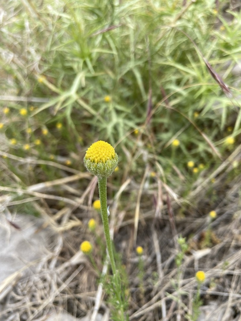 Cota nigellifolia photo 6