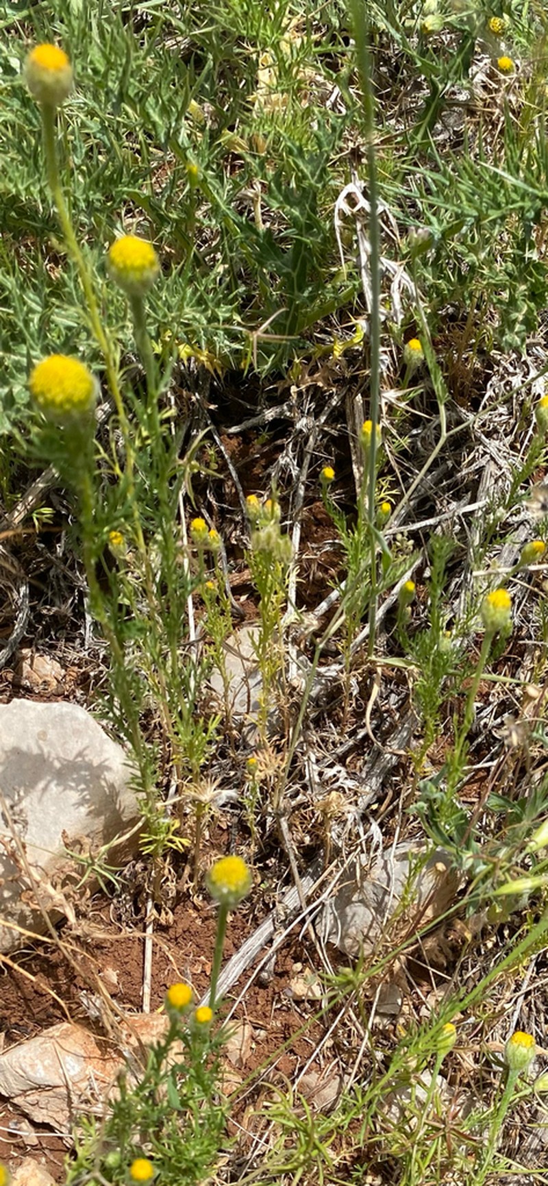 Cota nigellifolia photo 7