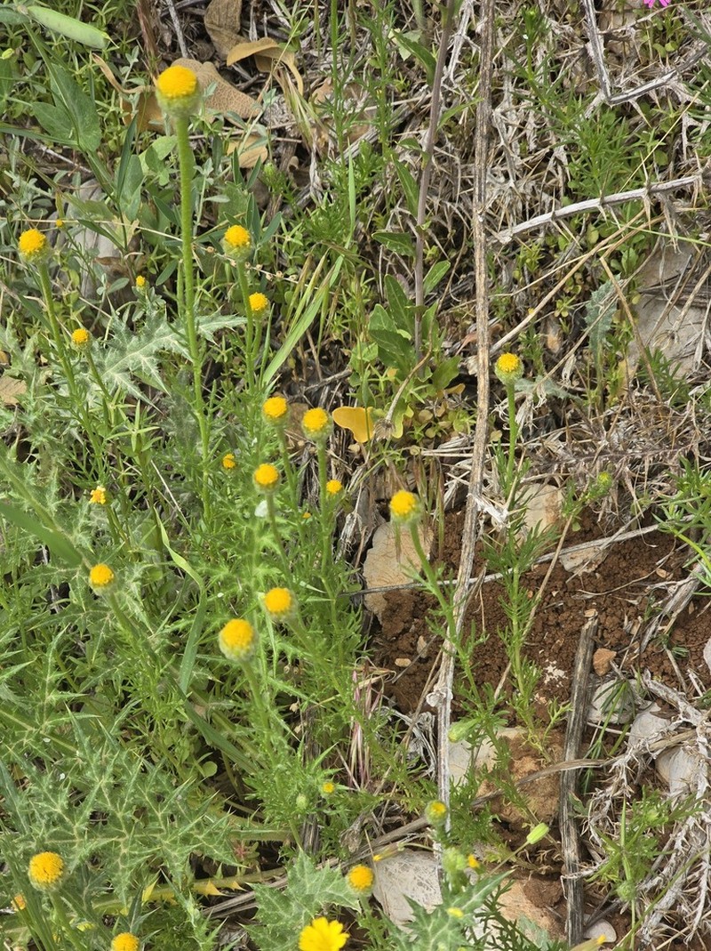 Cota nigellifolia photo 8