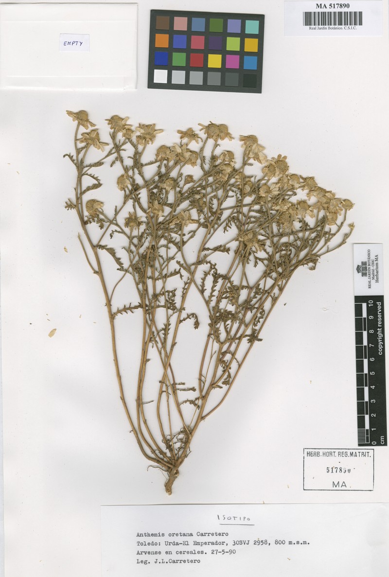 Cota oretana