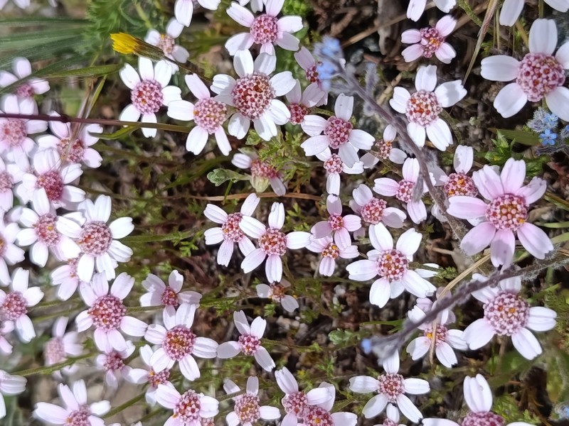 Cota pestalozzae