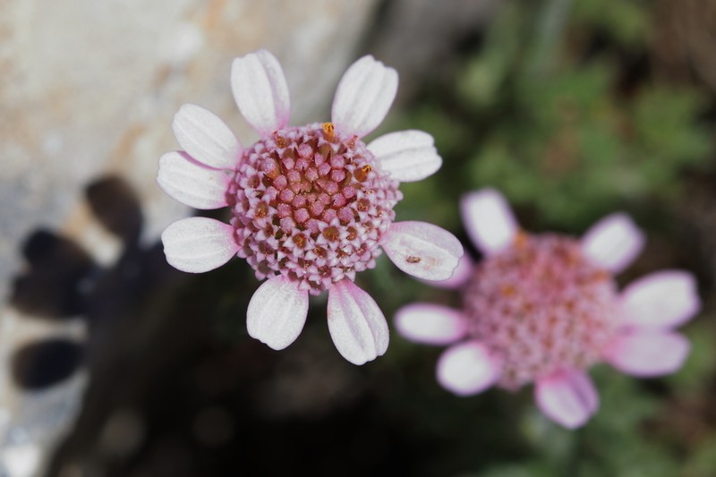 Cota pestalozzae photo 2