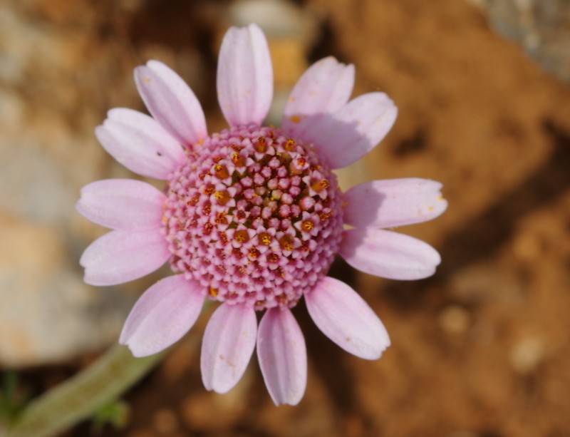 Cota pestalozzae photo 3