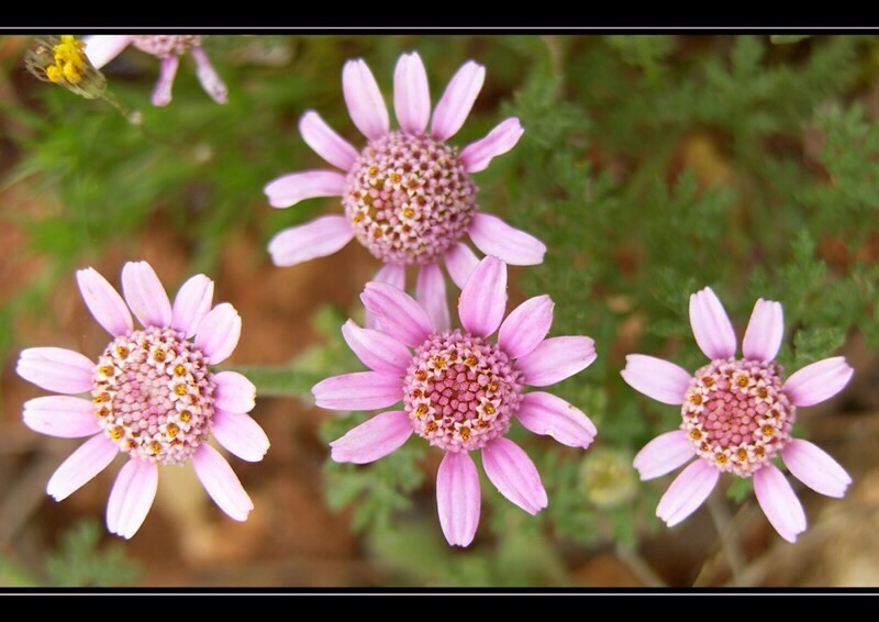 Cota pestalozzae photo 4