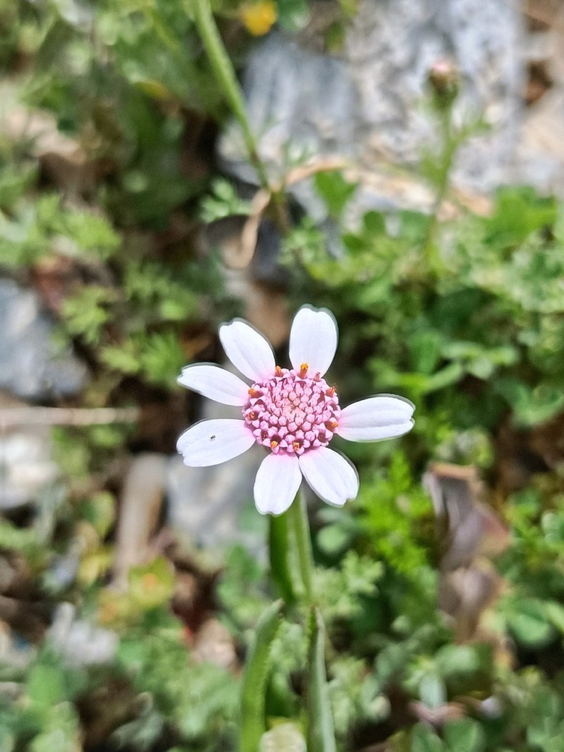 Cota pestalozzae photo 6