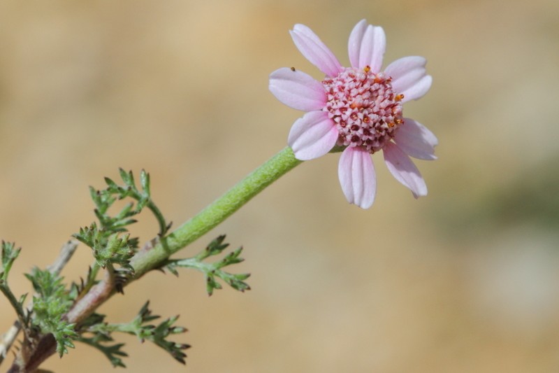 Cota pestalozzae photo 7