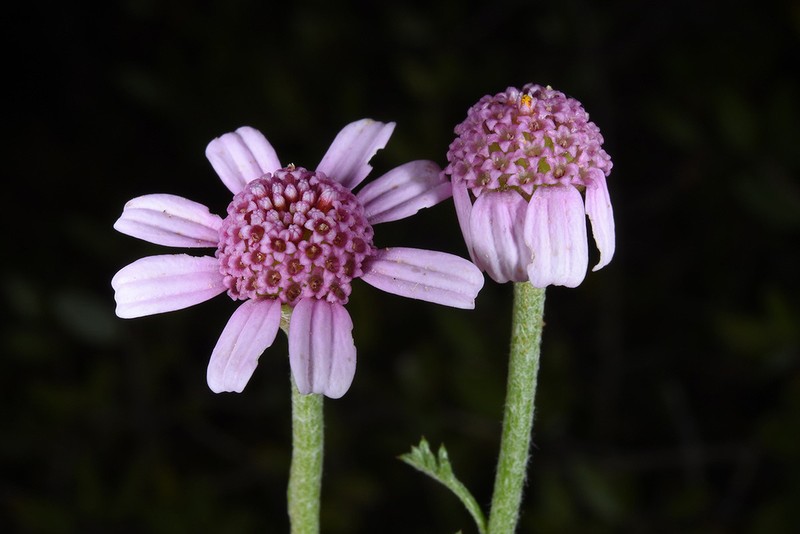 Cota pestalozzae photo 8