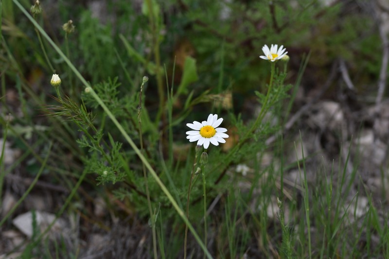 Cota segetalis