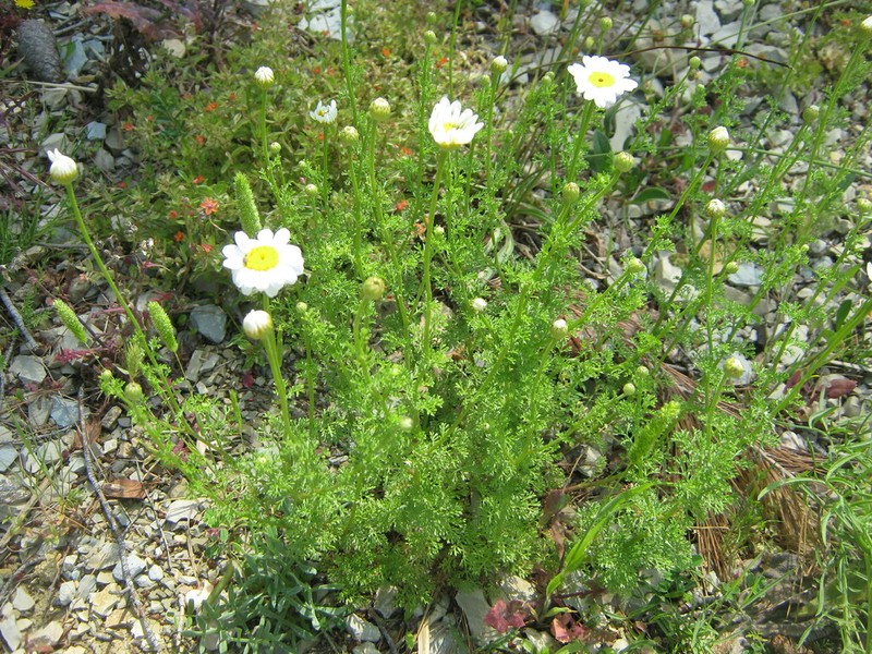 Cota segetalis photo 2