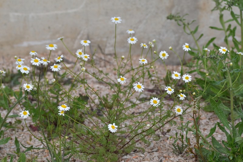Cota segetalis photo 4