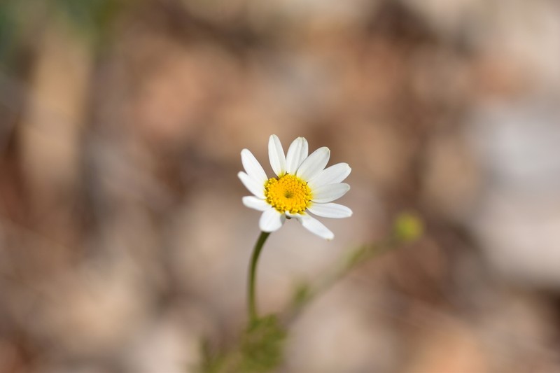 Cota segetalis photo 5