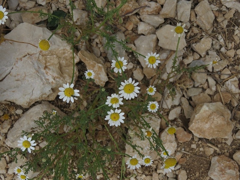 Cota segetalis photo 8