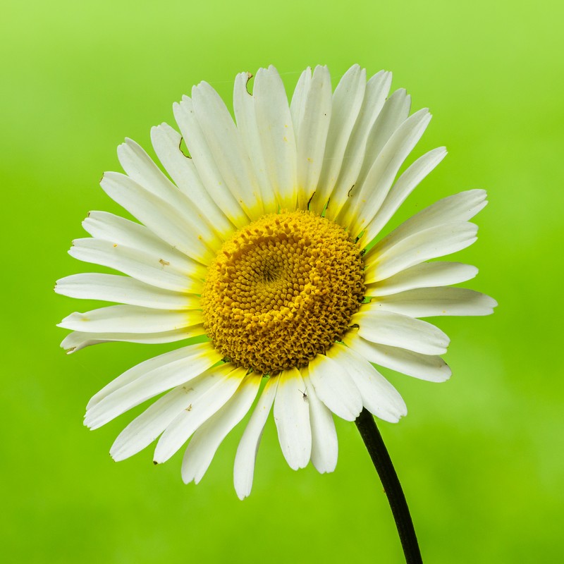 Golden Chamomile photo 7