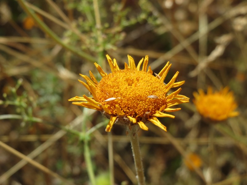 Golden Chamomile photo 8