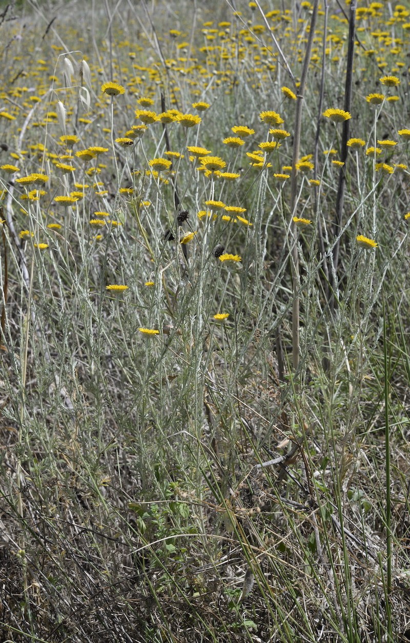 Cota tinctoria subsp. australis