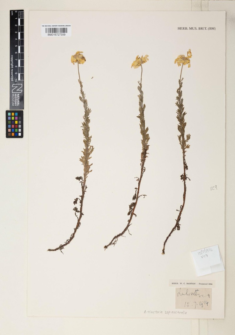 Cota tinctoria subsp. australis photo 2