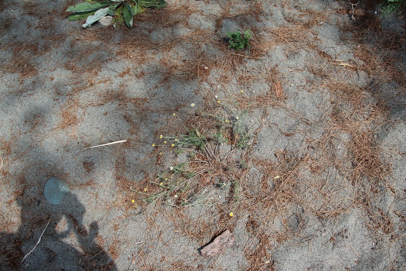 Cota tinctoria subsp. euxina