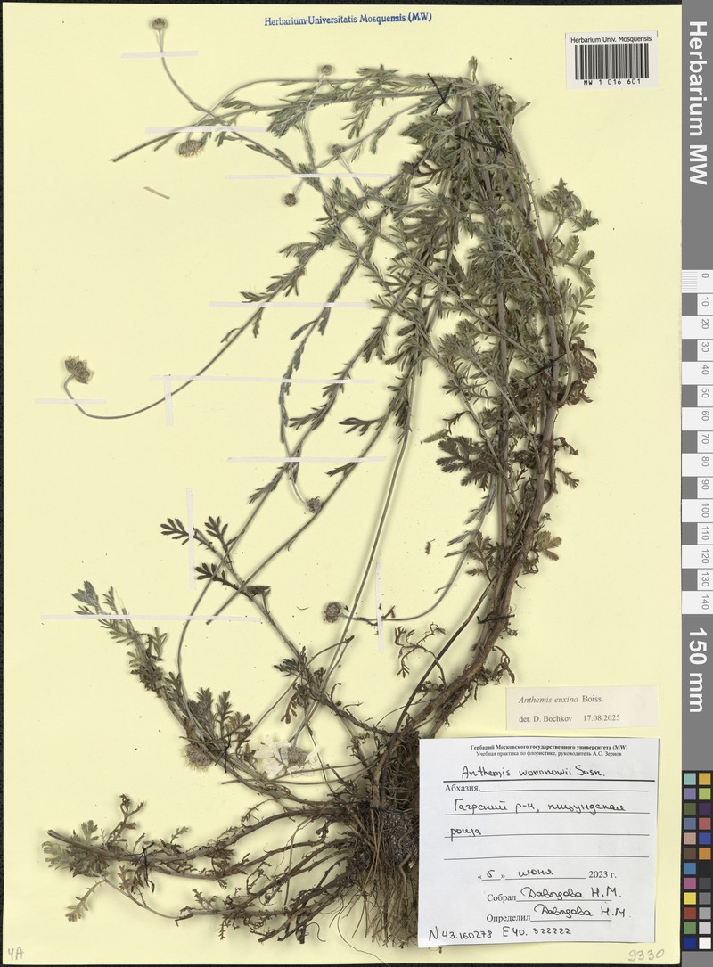 Cota tinctoria subsp. euxina photo 2