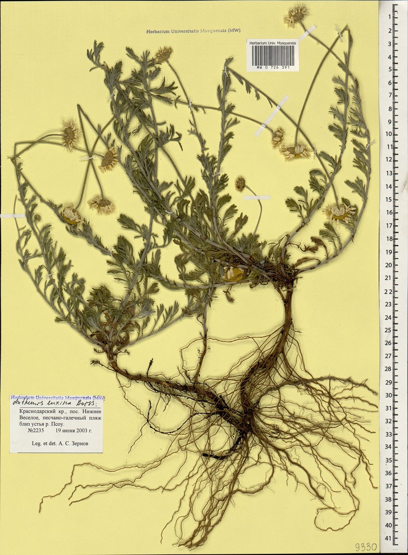 Cota tinctoria subsp. euxina photo 3
