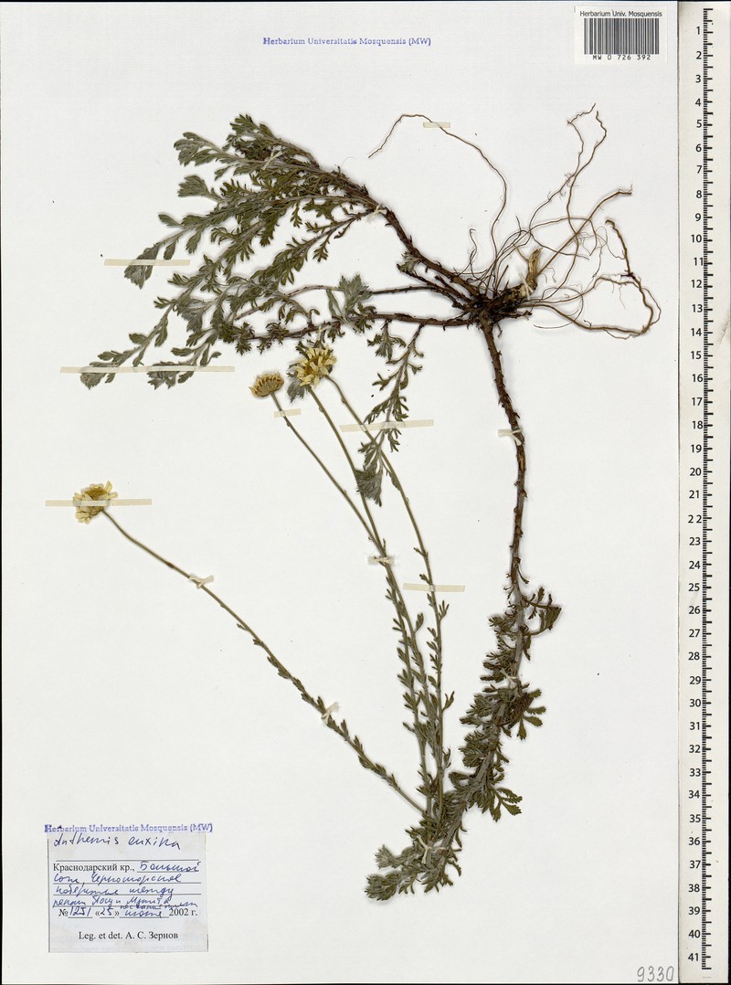 Cota tinctoria subsp. euxina photo 4