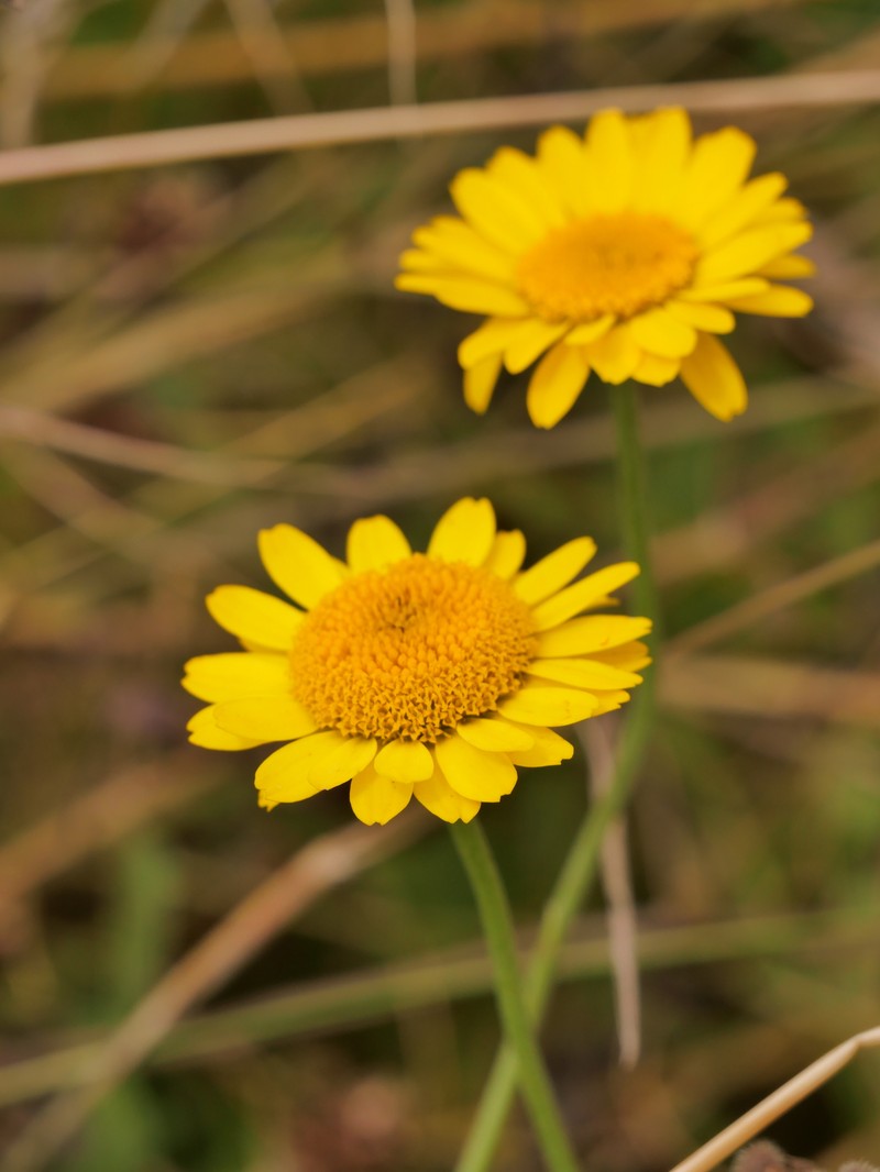 Cota tinctoria subsp. parnassica photo 2