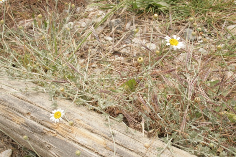 Cota tinctoria subsp. parnassica photo 3