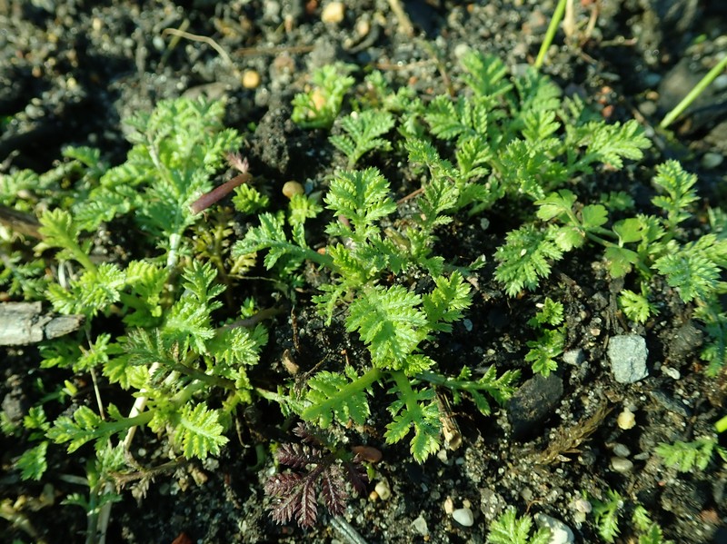 Cota tinctoria subsp. parnassica