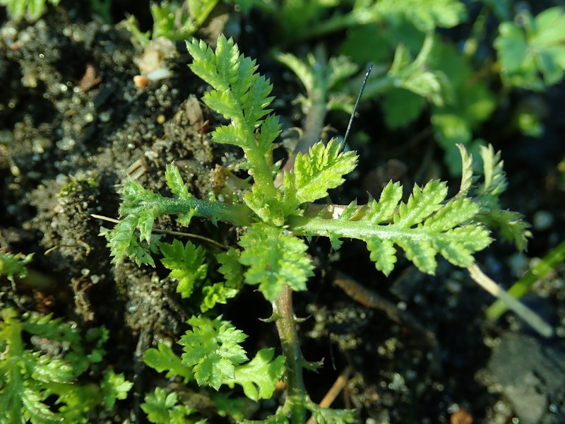 Cota tinctoria subsp. parnassica photo 4