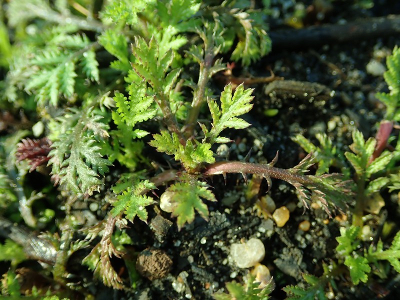Cota tinctoria subsp. parnassica photo 5