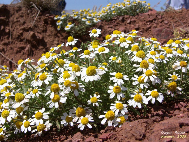 Cota wiedemanniana