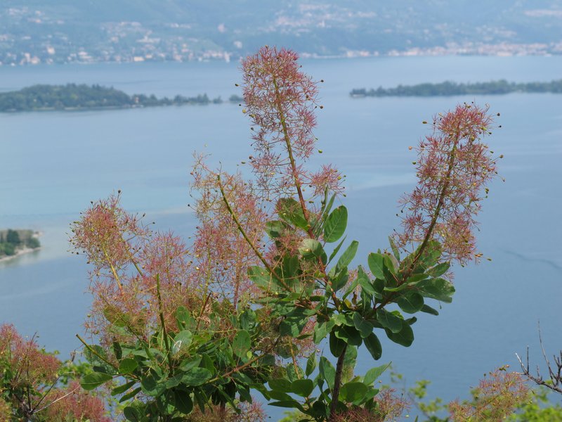 European Smoketree photo 2