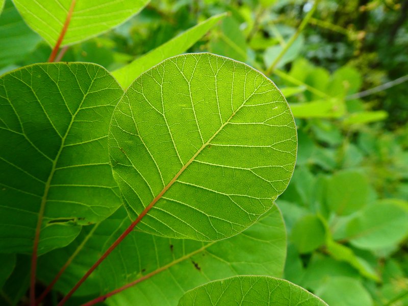 European Smoketree photo 3