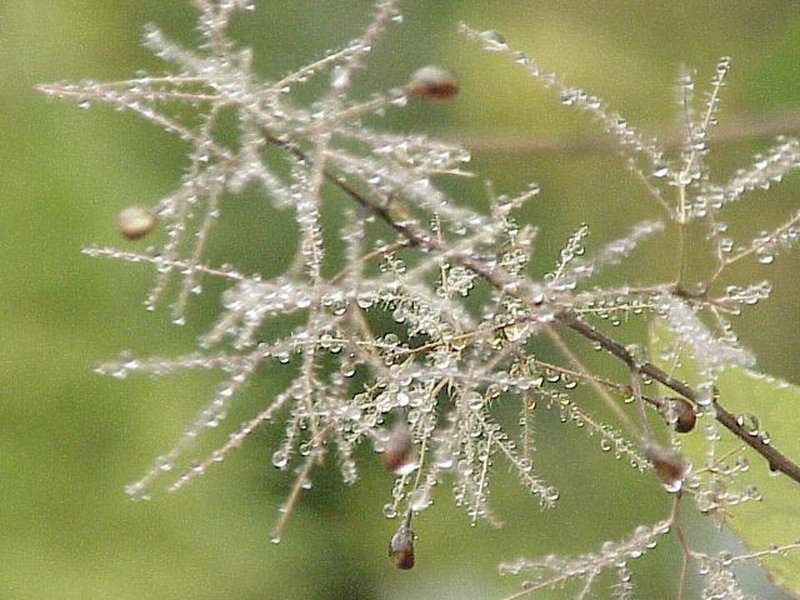 European Smoketree photo 4