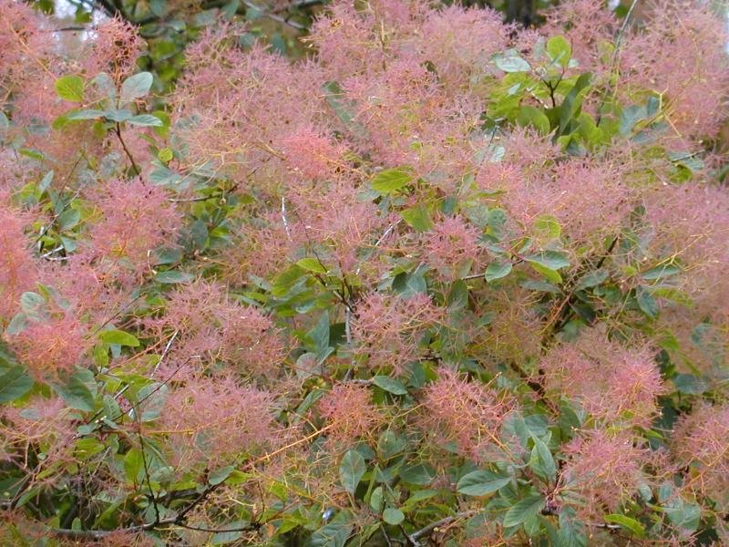 European Smoketree