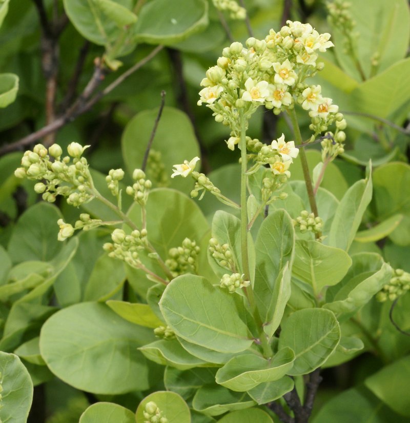 European Smoketree photo 5