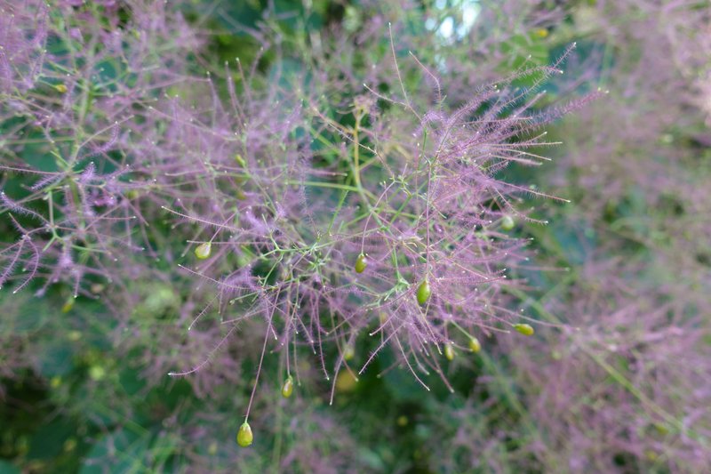 European Smoketree photo 6