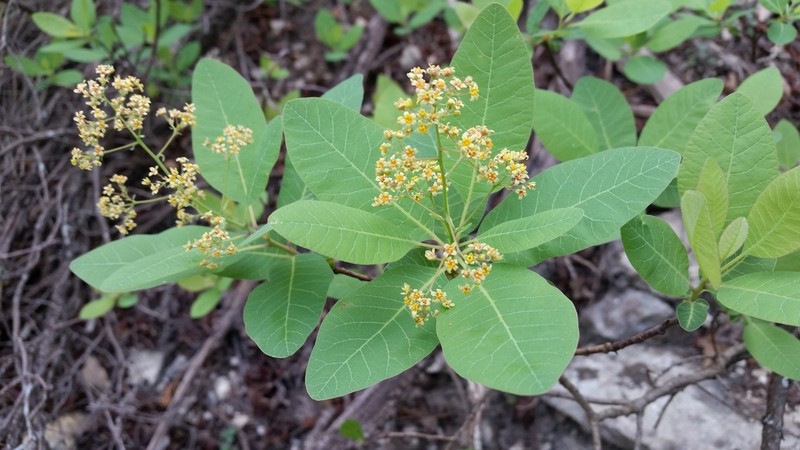 American Smoketree