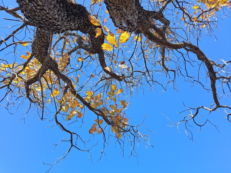 American Smoketree photo 2