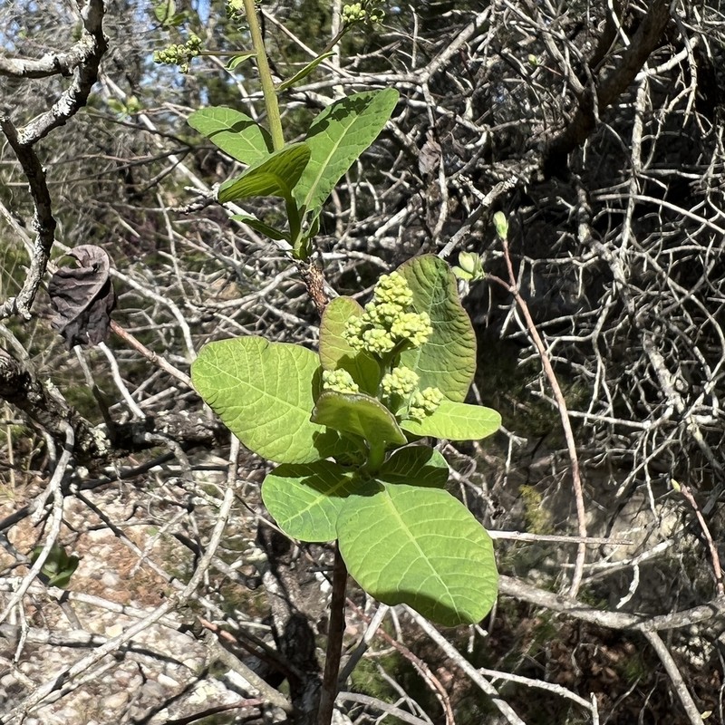 American Smoketree photo 3