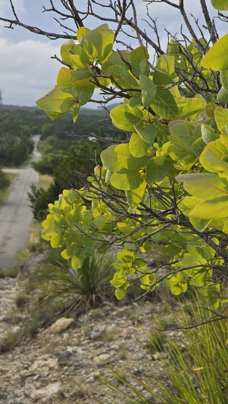 American Smoketree photo 4