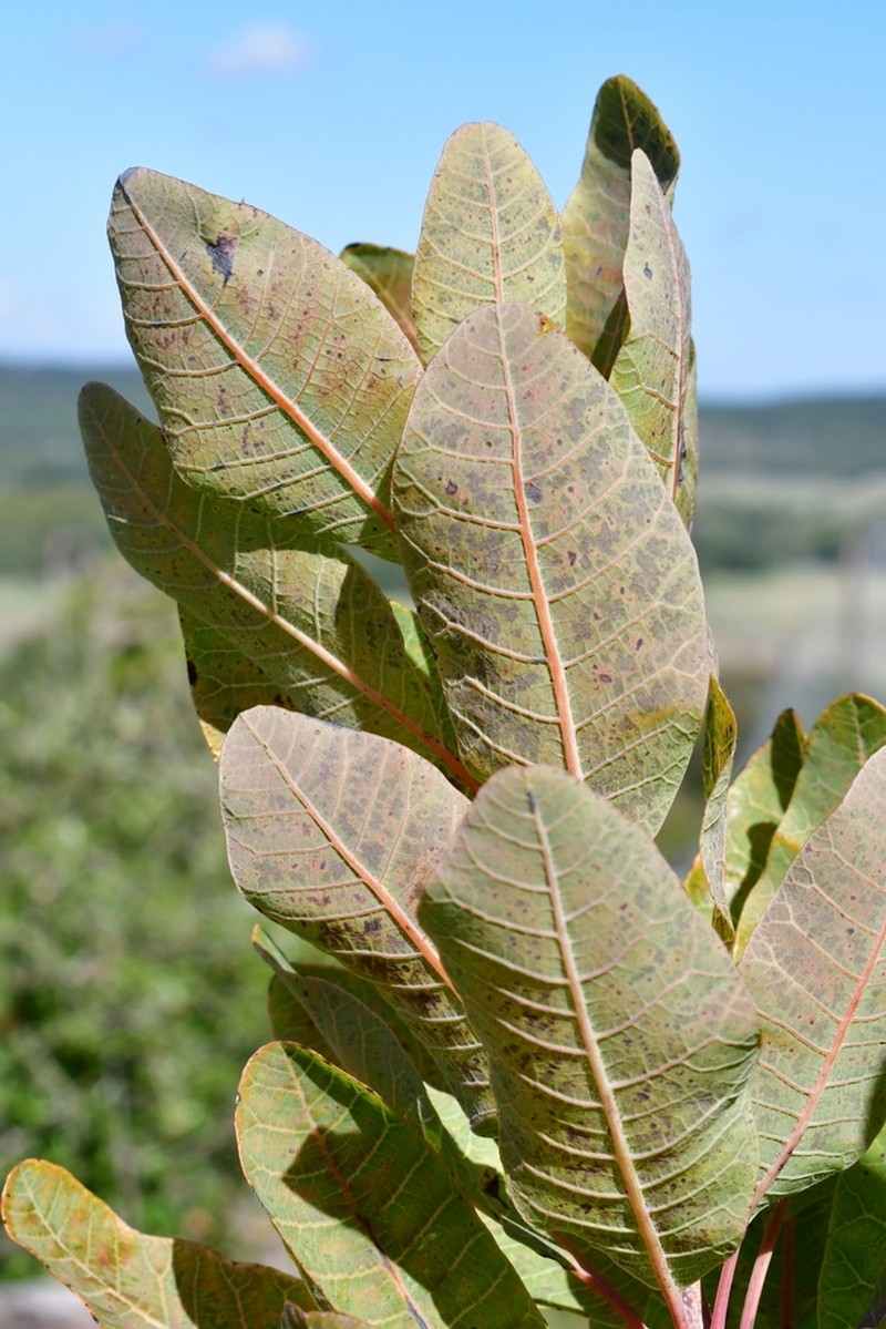 American Smoketree photo 5