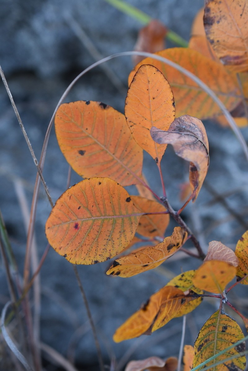 American Smoketree photo 6