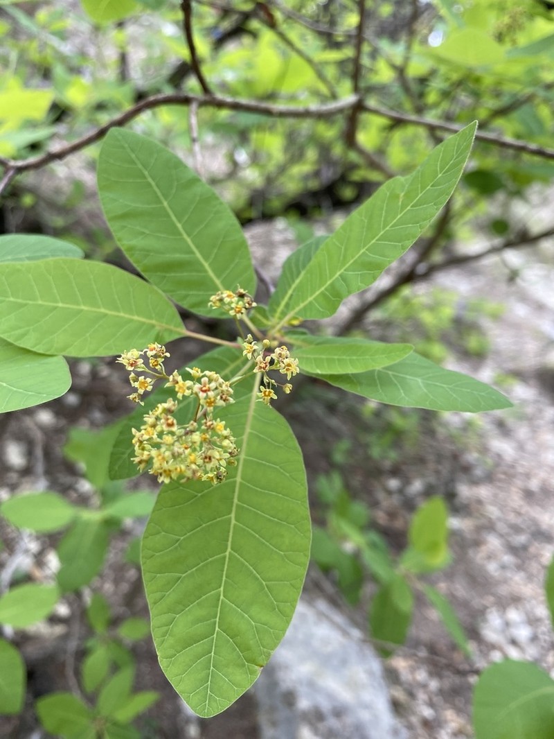 American Smoketree photo 7