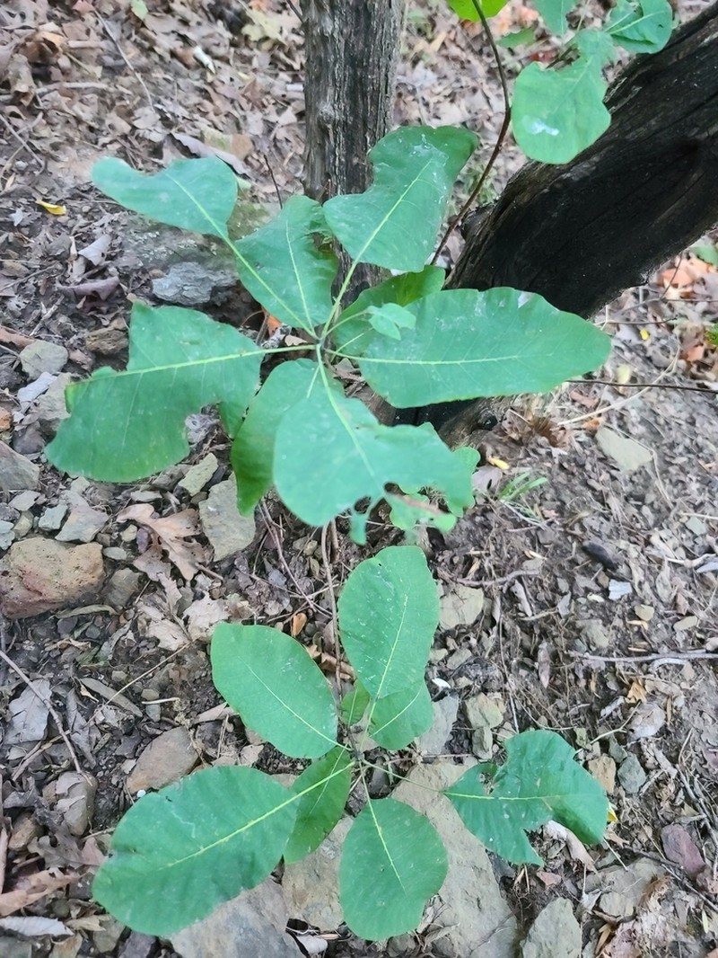 American Smoketree photo 8