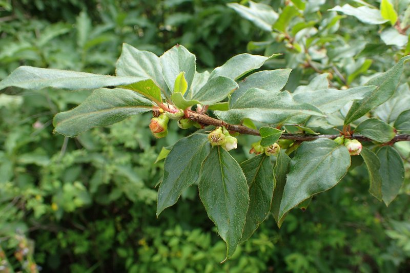 Acuminate Cotoneaster photo 2