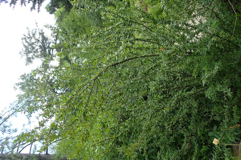 Acuminate Cotoneaster photo 3