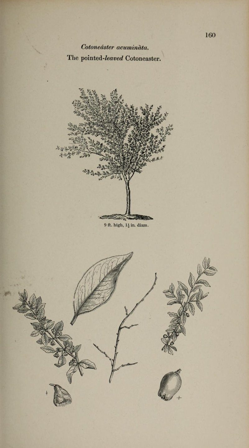 Acuminate Cotoneaster photo 4