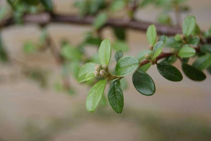 Acuminate Cotoneaster photo 5