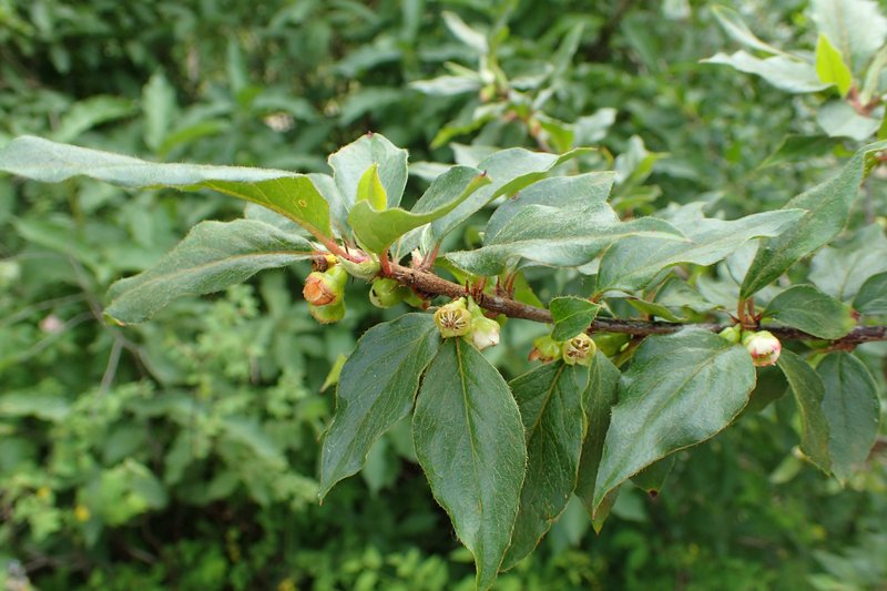 Acuminate Cotoneaster photo 6